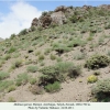 melitaea persea biotope1